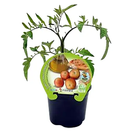 Tomate