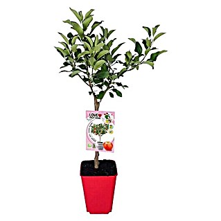 Piardino Apfelbaum (Malus domestica, Erntezeit: September)