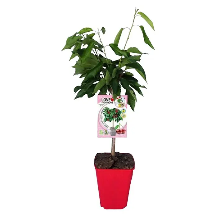 Piardino Cerezo silvestre - Prunus avium, Volumen de la maceta: 7,5 l - Un cerezo Love Fruit Home en una maceta roja con hojas verdes y una etiqueta descriptiva.