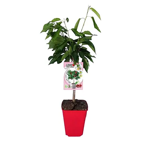 Piardino  Cerezo silvestre