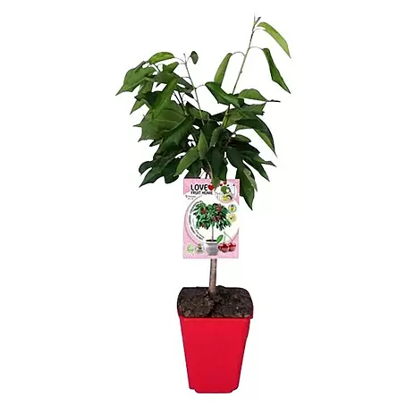Piardino  Süßkirschbaum