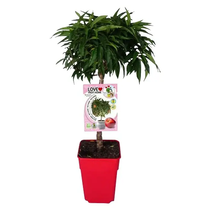 Piardino Melocotón - Prunus persica var. beauty, Cosecha: Agosto - Árbol enano decorativo con copa exuberante en maceta roja, ideal para espacios habitables. El mini árbol frutal perfecto para tu hogar.