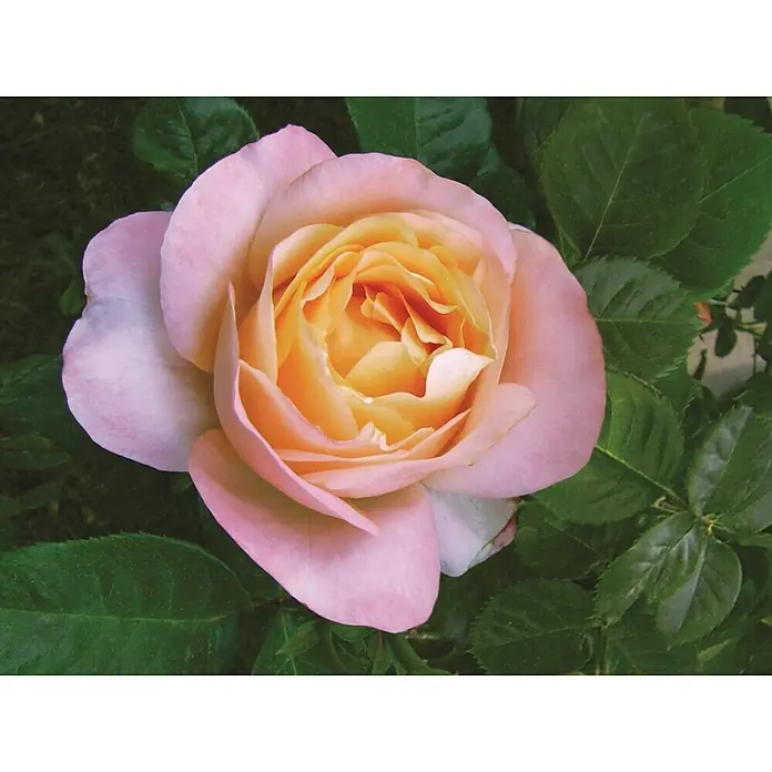 Piardino Strauchrose - Rosa in verschiedenen Sorten, Topfvolumen: 6 l, Verschiedene Farben - Nahaufnahme einer zarten, zweifarbigen Rose mit sanften rosa Blütenblättern, die ein warmes, gelbes Zentrum umhüllen.
