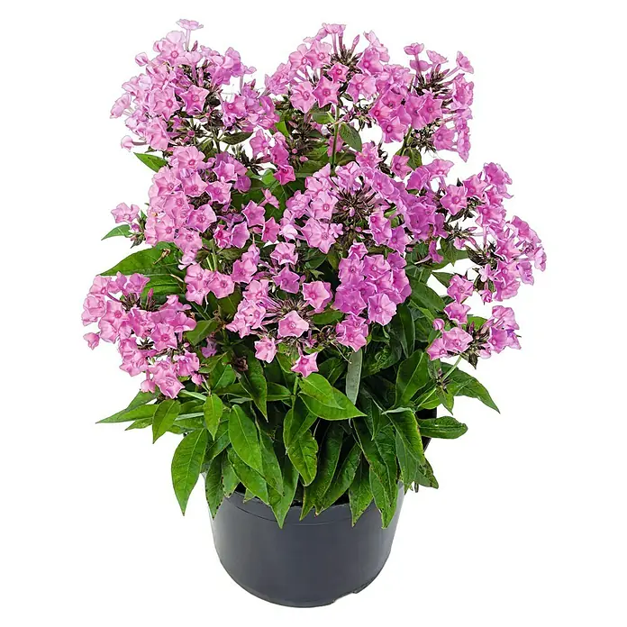 Piardino Hohe Flammenblume - Phlox paniculata, Topfgröße: 13 cm - Rosa Flammenblume in einem Topf. Die Pflanze hat viele Blüten und grüne Blätter und steht in einem grauen Topf.