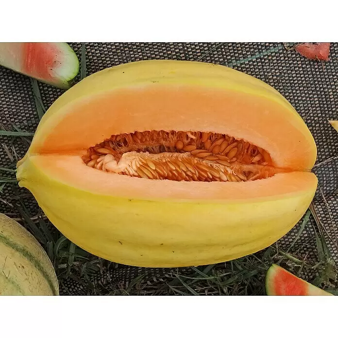 Blu Bio Mangomelone - Cucumis melo, Topfgröße: 12 cm - Stimmungsaufnahme