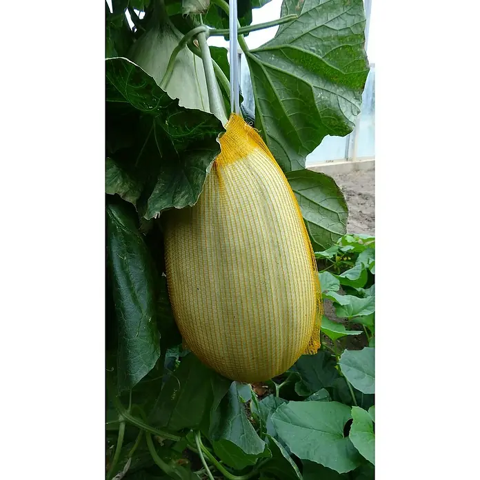 Blu Bio Mangomelone - Cucumis melo, Topfgröße: 12 cm - Eine längliche Melone, verpackt in einem gelben Netz, hängt an einer Pflanze im Gewächshaus, umgeben von grünen Blättern.