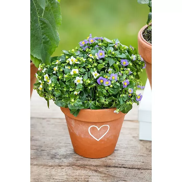 Piardino Blaues LieschenExacum affine, Topfgröße: 12 cm, weiß