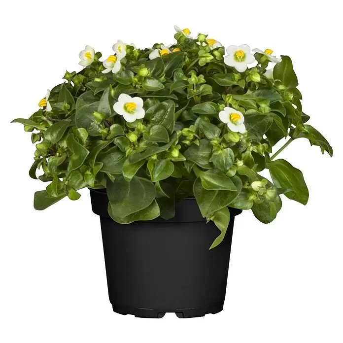 Piardino Blaues LieschenExacum affine, Topfgröße: 12 cm, weiß