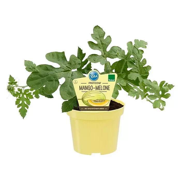 Blu Bio Mangomelone - Cucumis melo, Topfgröße: 12 cm - Vorderansicht