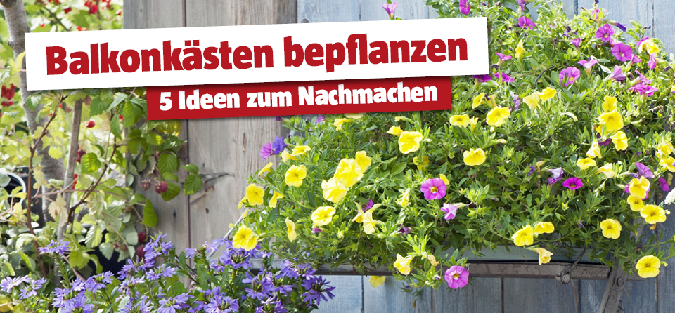 Verschiedene Topfplanzen in lila und gelb, Titel Balkonkästen bepflanzen