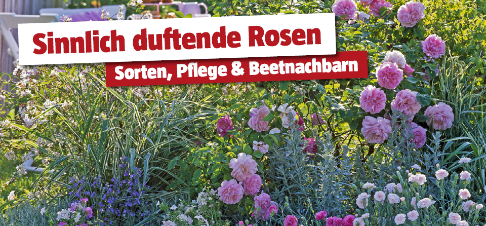 Duftrosen