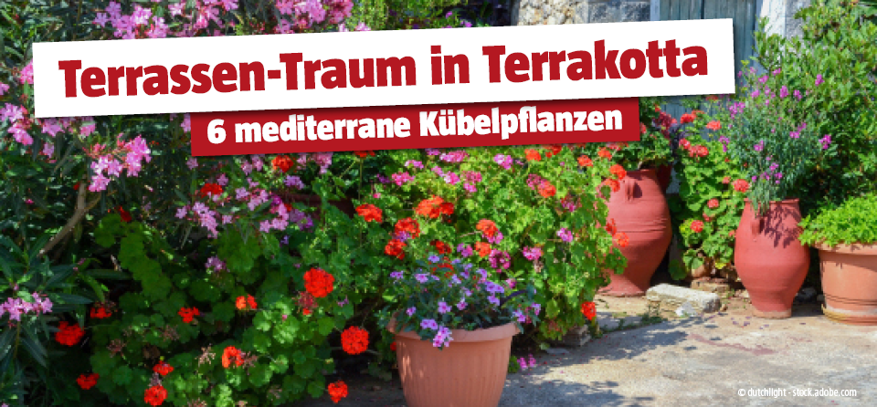 Mediterrane Kübelpflanzen