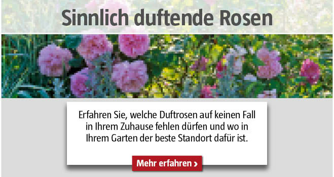 Duftrosen