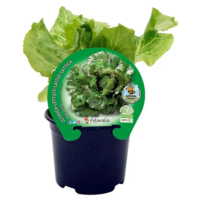 Piardino Lechuga - Lactuca sativa 'Lechuga' - Primer plano de una planta de lechuga Maravilla en maceta, perfecta para cultivar tus propias verduras en espacios reducidos.