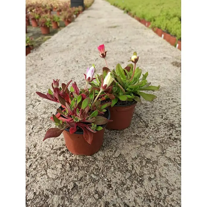Margarita de Livingstone - Dorotheanthus Bellidiformis, Tamaño de maceta: 10 cm - Dos macetas de plantas de margarita de Livingstone en flor en un camino de hormigón. Las flores son de varios colores, incluyendo rojo y blanco.