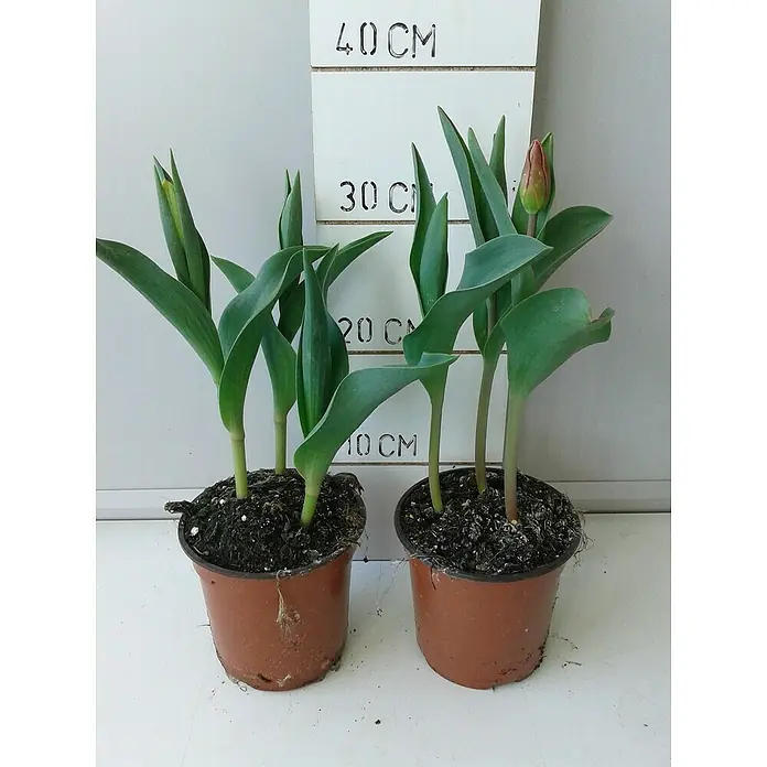 Bulbos de primavera - Tulipan, En función de la variedad - Dos macetas con plantas de tulipanes de diferentes tamaños se encuentran frente a una regla de medición, con un tulipán a punto de florecer.