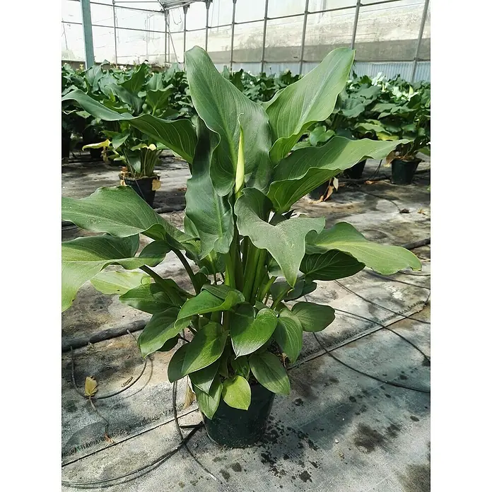 Lirio de agua - Zantedeschia aethiopica - Primer plano de una planta en maceta con grandes hojas verdes y una sola flor blanca en un invernadero.