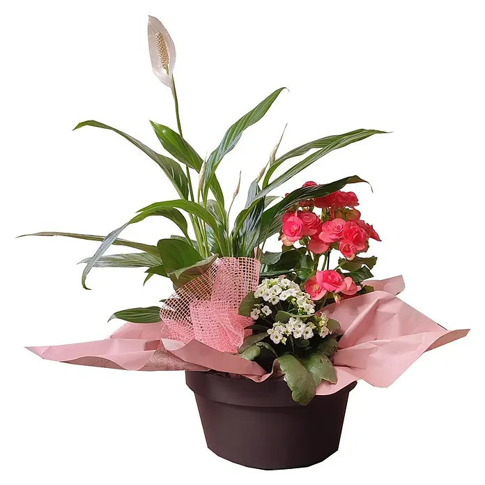 Anturio - Tamaño de maceta: 14 cm, Rojo - Elegante arreglo de plantas con begonias florecientes, spathiphyllum blanco y delicado kalanchoe blanco, dispuesto en una elegante maceta con decoración rosa.