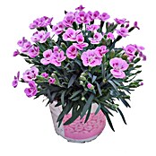 Piardino Clavel (Clavel 'Pink Kisses', Rosa) | BAUHAUS