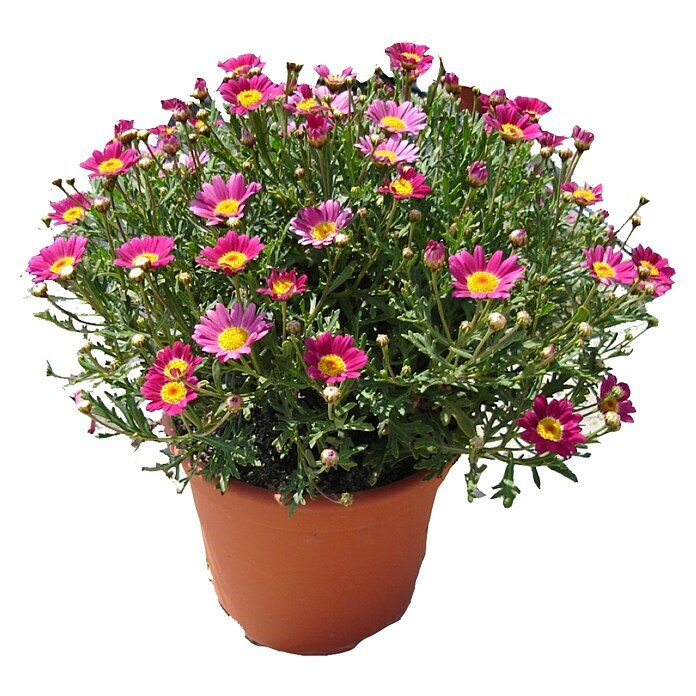 Argyranthemum frutescens 19 Daizy Craizy