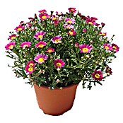 Argyranthemum frutescens 19 Daizy Craizy