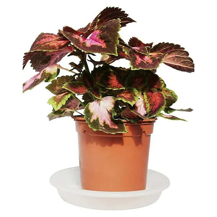 Cóleo - Coleus, Tamaño de maceta: 10 cm - Una maceta con una planta de Coleus. Las hojas tienen una hermosa mezcla de rosa, verde y marrón.