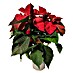 Flor de Pascua purpurina 