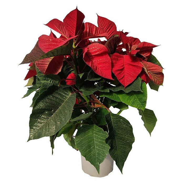 Flor de Pascua purpurina (Euphorbia pulcherrima, Tamaño de maceta: 13 cm, Rojo) | BAUHAUS
