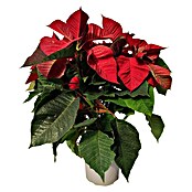 Flor de Pascua purpurina (Euphorbia pulcherrima, Tamaño de maceta: 13 cm, Rojo) | BAUHAUS