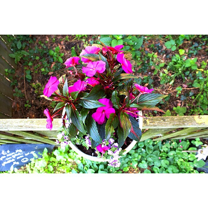 KHW Geländertopf Flowerclip (3 Stk., Ø x H: 27 x 27,5 cm, Weiß)