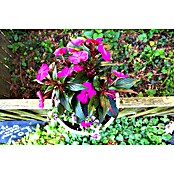 KHW Geländertopf Flowerclip (3 Stk., Ø x H: 27 x 27,5 cm, Weiß)