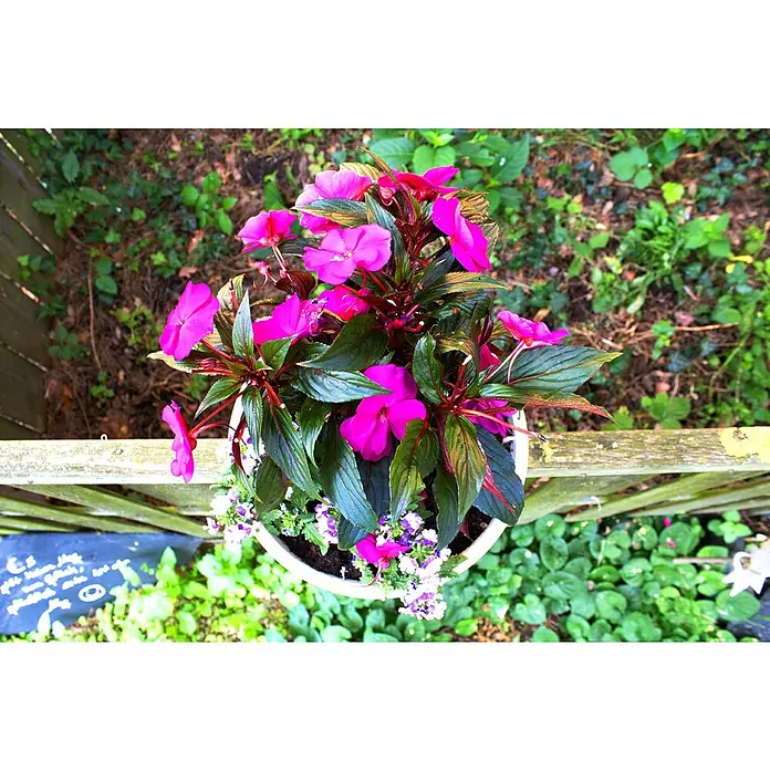 KHW Geländertopf Flowerclip - Außenmaß (Ø x H): 27 x 27,5 cm, Kunststoff, Weiß - Ein Topf mit leuchtend pinkfarbenen Impatiens-Blumen, umgeben von dunkelgrünem Laub, das auf einer rustikalen, verwitterten Holzoberfläche steht.