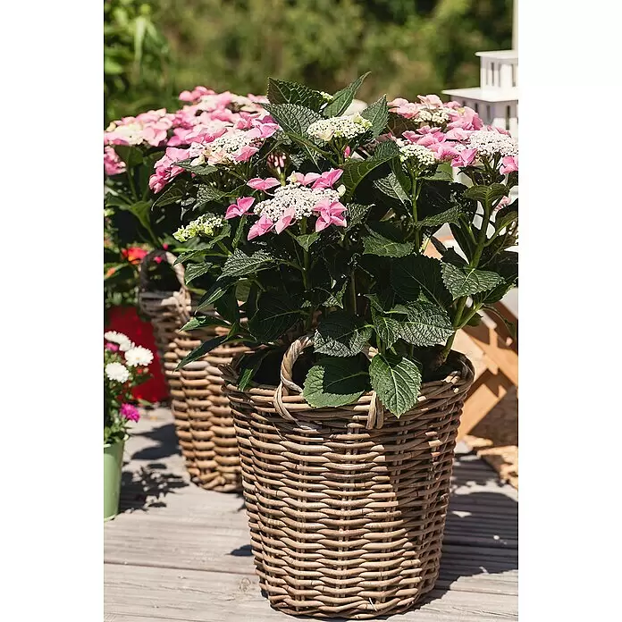 Piardino Teller-Hortensie - Hydrangea macrophylla, Topfgröße: 23 cm, Sortenabhängig - Zwei getopfte rosa-weiße Hortensien in geflochtenen Rattan-Körben auf einer Holzterrasse.