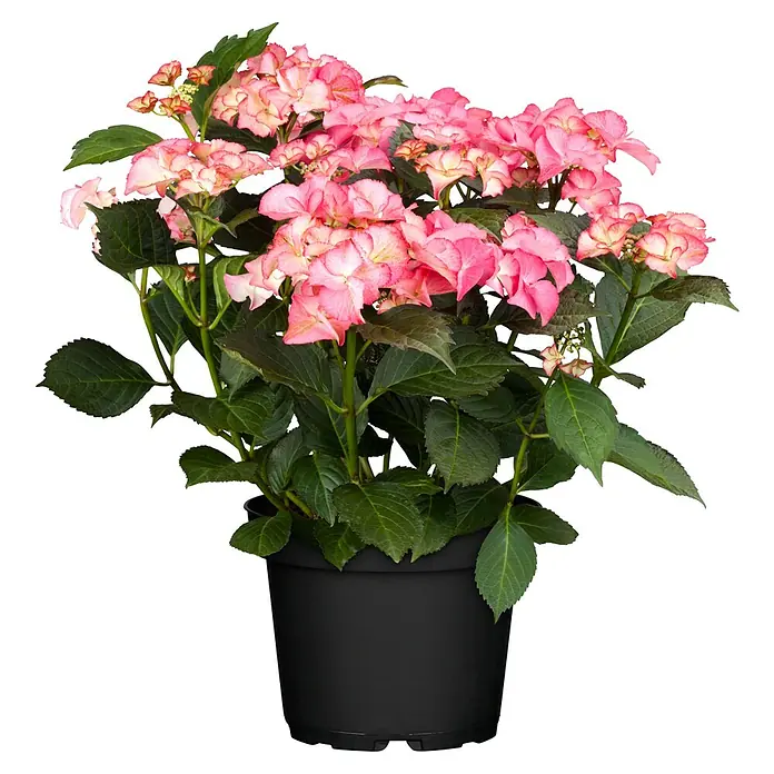 Piardino Teller-Hortensie - Hydrangea macrophylla, Topfgröße: 23 cm, Sortenabhängig - Rosa Hortensie in einem schwarzen Topf. Die Blüten sind üppig und verleihen dem Arrangement eine elegante Note. Perfekt für drinnen und draußen.