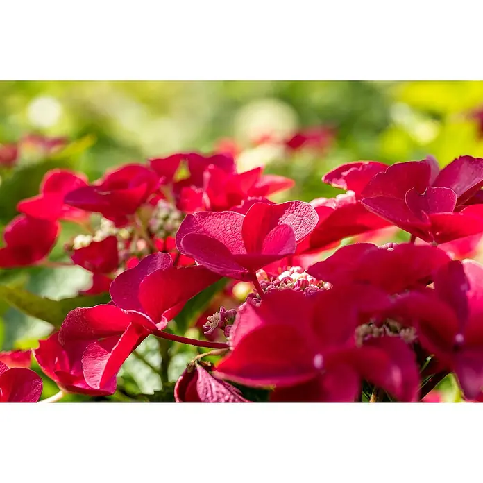 Piardino Teller-Hortensie - Hydrangea macrophylla, Topfgröße: 23 cm, Sortenabhängig - Nahaufnahme von roten Hortensienblüten vor einem verschwommenen, grünen Hintergrund, die Details der Blüten hervorhebt.