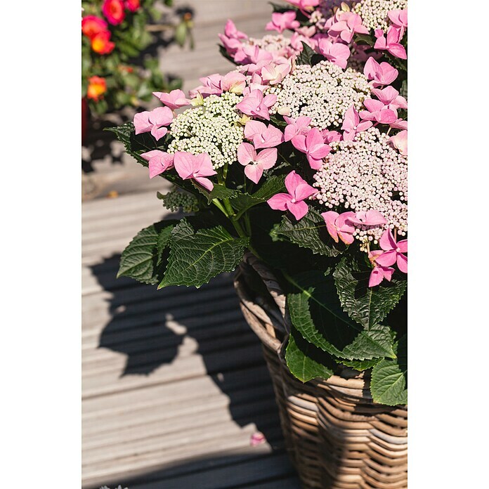 Piardino Teller-HortensieHydrangea macrophylla, Sortenabhängig Detail Shot