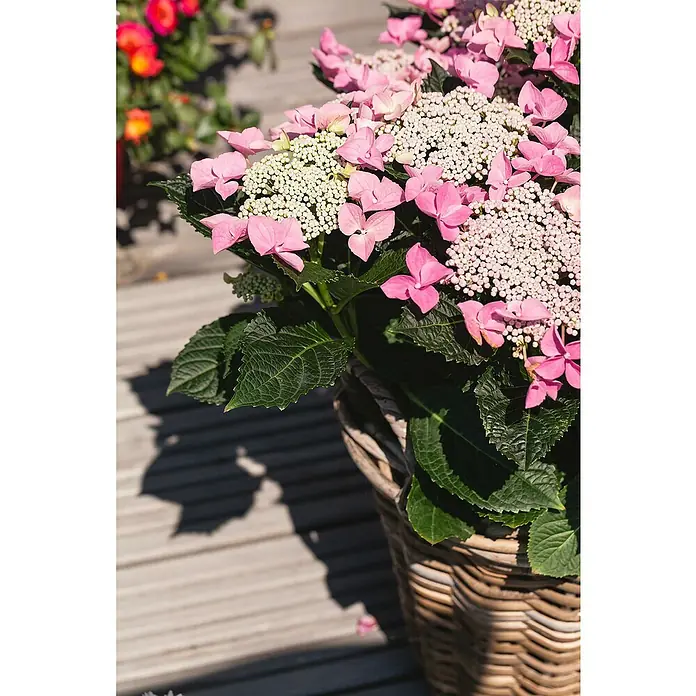 Piardino Teller-Hortensie - Hydrangea macrophylla, Topfgröße: 23 cm, Sortenabhängig - Eine Nahaufnahme eines Korbes mit rosafarbenen Hortensienblüten und grünen Blättern, die auf einem Holzboden stehen.