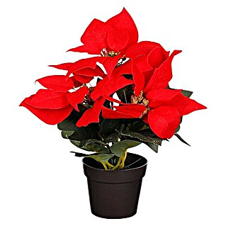 Kerstster Poinsettia (Ø x h: 20 x 24 cm, Rood)