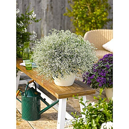 Zauberschnee (Euphorbia 'Diamond Frost', Topfgröße: 12 cm)