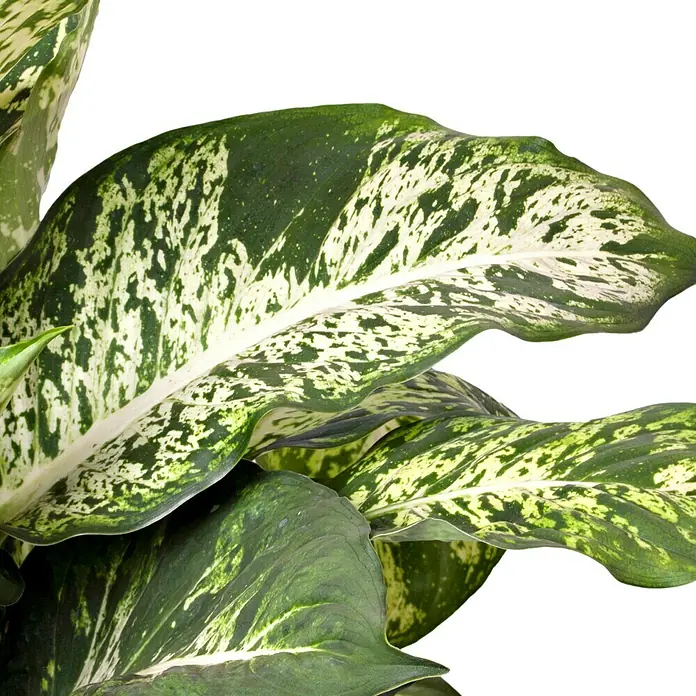Piardino Dieffenbachie - Dieffenbachia maculata, Topfgröße: 17 cm, Blattfarbe: Bunt - Nahaufnahme von Dieffenbachia-Blättern mit grün-weißem Muster, die die auffällige und dekorative Zimmerpflanze hervorheben.