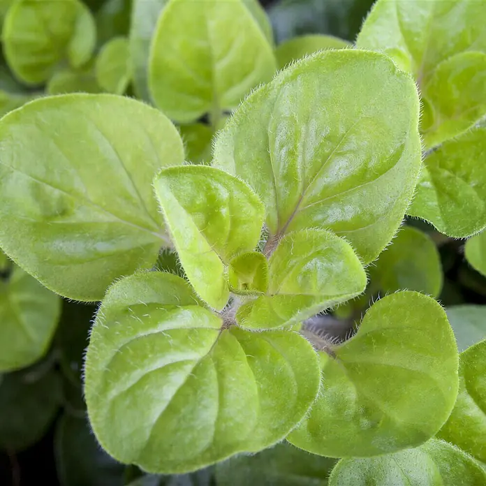 Piardino Bio OreganoOriganum vulgare Diabolo - Nahaufnahme von frischem Oregano, der für kulinarische Zwecke und als aromatisches Kraut beliebt ist. Die hellgrünen Blätter sind dicht und gesund.