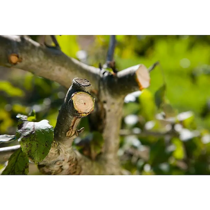 Gardena Comfort Ratschenschere Smart Cut - Amboss, Max. Aststärke: 22 mm, Ratschengetriebe - Nahaufnahme von frisch geschnittenen Baumästen, die die sauberen Schnittflächen und die natürliche Holzstruktur hervorheben.