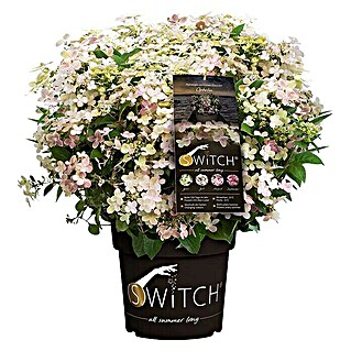 Rispen-Hortensie (Hydrangea paniculata '(S)witch', Weiß/Rosa)