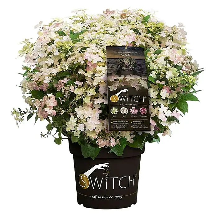 Rispen-Hortensie - Hydrangea paniculata '(S)witch', Weiß/Rosa - 'Switch' Hortensie im Topf mit weißen und rosa Blüten.