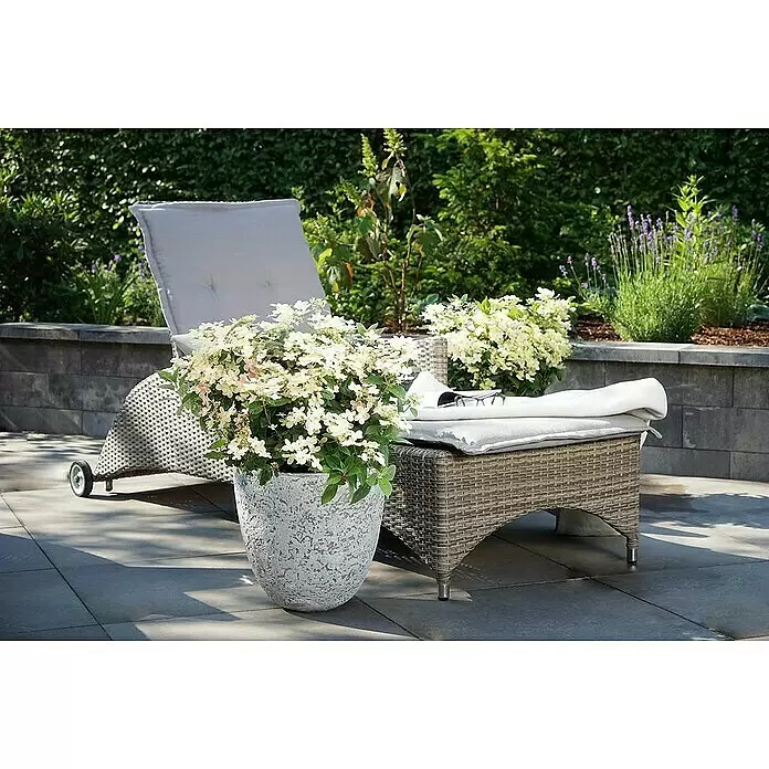 Rispen-Hortensie - Hydrangea paniculata '(S)witch', Weiß/Rosa - Stimmungsaufnahme