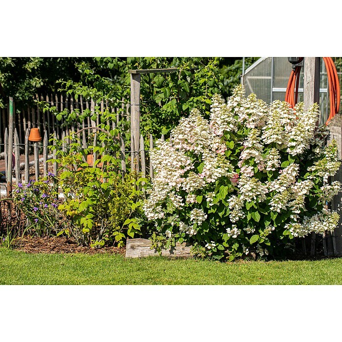 Rispen-Hortensie (Hydrangea paniculata '(S)witch', Weiß/Rosa) | BAUHAUS