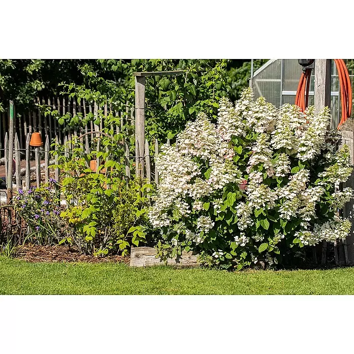 Rispen-Hortensie - Hydrangea paniculata '(S)witch', Weiß/Rosa - Stimmungsaufnahme