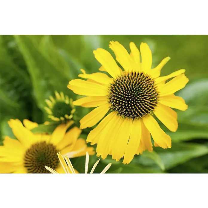 Piardino Sonnenhut - Echinacea purpurea, Topfgröße: 13 cm - Gelbe Rudbeckie blüht im Garten. Die Blütenblätter sind leuchtend gelb und der Kegel in der Mitte ist dunkelbraun.