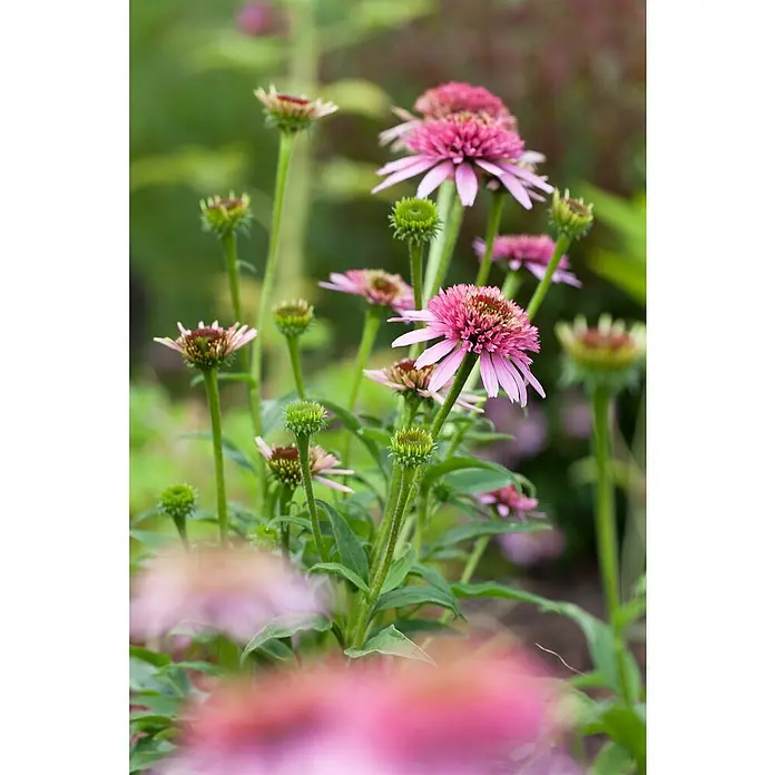 Piardino Sonnenhut - Echinacea purpurea, Topfgröße: 13 cm - Nahaufnahme von rosafarbenen Kegelblumen in voller Blüte, die sich in einem Garten sanft wiegen.