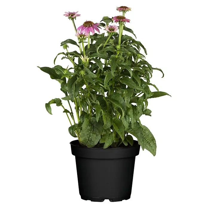 Piardino Sonnenhut - Echinacea purpurea, Topfgröße: 13 cm - Nahaufnahme einer Topfpflanze mit rosa Echinacea-Blüten und grünen Blättern auf schwarzem Hintergrund.